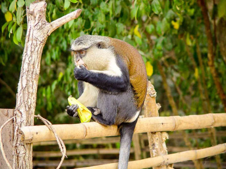 Mona monkey at Tafi Atome Monkey Sanctuary, Ghana