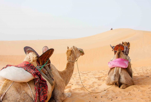 Camels in Lompoul Desert in Senegal