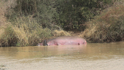 Hippo in Ouémé River