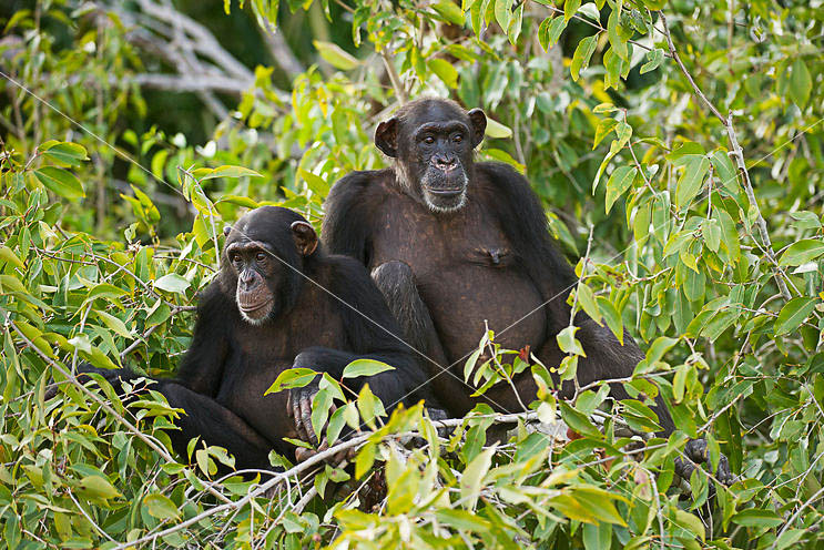 Chimpanzees in the forest in River Gambia National Park, The Gambia, one of the best countries to visit in West Africa