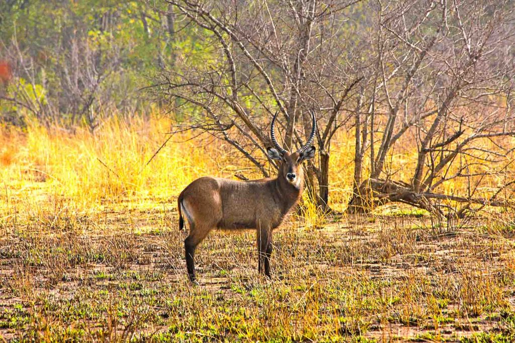 Antelope in Pendjari National Park, Benin