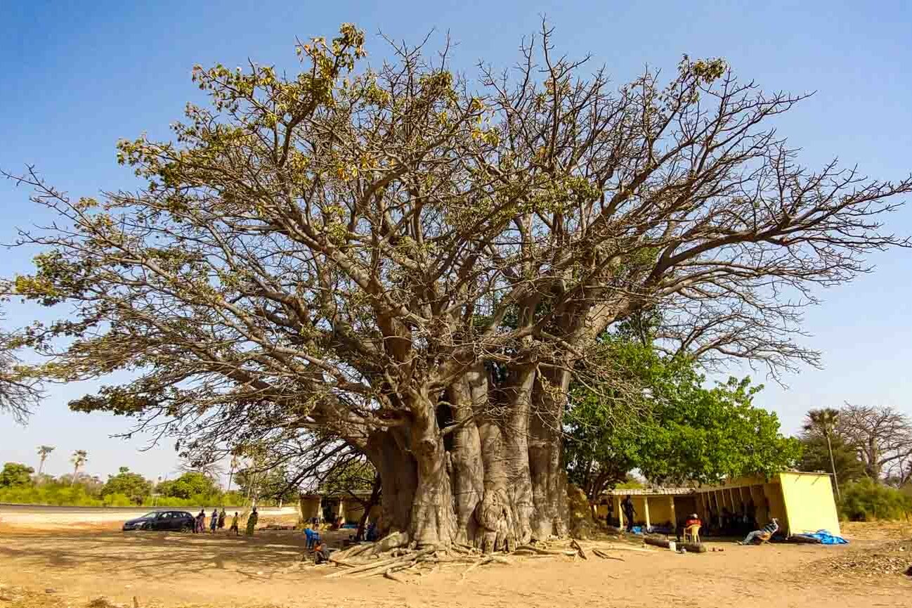 african baobab tree